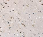 SLC6A7 Antibody in Immunohistochemistry (Paraffin) (IHC (P))