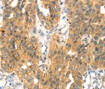 SEPP1 Antibody in Immunohistochemistry (Paraffin) (IHC (P))