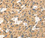 SEPP1 Antibody in Immunohistochemistry (Paraffin) (IHC (P))