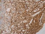 STX18 Antibody in Immunohistochemistry (Paraffin) (IHC (P))