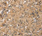 LONP1 Antibody in Immunohistochemistry (Paraffin) (IHC (P))