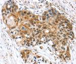 ELOA Antibody in Immunohistochemistry (Paraffin) (IHC (P))