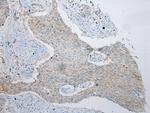 VPS4A Antibody in Immunohistochemistry (Paraffin) (IHC (P))