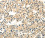 WDR36 Antibody in Immunohistochemistry (Paraffin) (IHC (P))