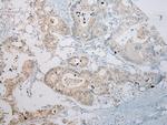 RASSF3 Antibody in Immunohistochemistry (Paraffin) (IHC (P))