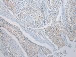 RASSF3 Antibody in Immunohistochemistry (Paraffin) (IHC (P))