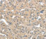 TUSC2 Antibody in Immunohistochemistry (Paraffin) (IHC (P))