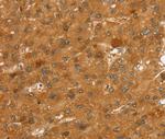 SLC7A9 Antibody in Immunohistochemistry (Paraffin) (IHC (P))