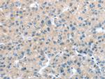 ITPA Antibody in Immunohistochemistry (Paraffin) (IHC (P))