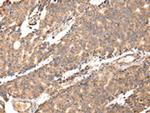 UGGT2 Antibody in Immunohistochemistry (Paraffin) (IHC (P))