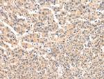 VPS33B Antibody in Immunohistochemistry (Paraffin) (IHC (P))