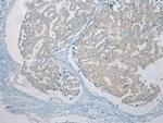 LSM11 Antibody in Immunohistochemistry (Paraffin) (IHC (P))