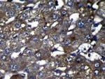 OIT3 Antibody in Immunohistochemistry (Paraffin) (IHC (P))