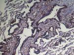 NUDT4 Antibody in Immunohistochemistry (Paraffin) (IHC (P))