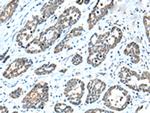 NPL Antibody in Immunohistochemistry (Paraffin) (IHC (P))