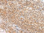 Apelin Antibody in Immunohistochemistry (Paraffin) (IHC (P))