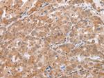 beta-Defensin 1 Antibody in Immunohistochemistry (Paraffin) (IHC (P))