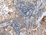 SPINK7 Antibody in Immunohistochemistry (Paraffin) (IHC (P))