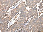 SPINK7 Antibody in Immunohistochemistry (Paraffin) (IHC (P))