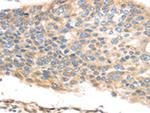 TMED2 Antibody in Immunohistochemistry (Paraffin) (IHC (P))