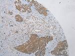 PLA2G12A Antibody in Immunohistochemistry (Paraffin) (IHC (P))