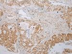 ABHEB Antibody in Immunohistochemistry (Paraffin) (IHC (P))