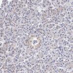 TXLNG Antibody in Immunohistochemistry (IHC)