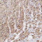 TXLNG Antibody in Immunohistochemistry (IHC)