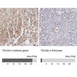 TXLNG Antibody