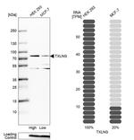 TXLNG Antibody in Western Blot (WB)