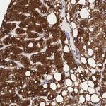 ARMX3 Antibody in Immunohistochemistry (Paraffin) (IHC (P))