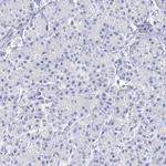 RFP2 Antibody in Immunohistochemistry (Paraffin) (IHC (P))