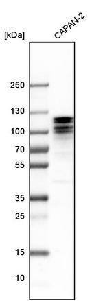 ARHGAP12 Antibody in Western Blot (WB)