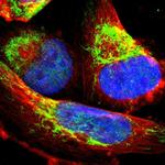 IDH3G Antibody in Immunocytochemistry (ICC/IF)