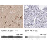 IDH3G Antibody in Immunohistochemistry (IHC)