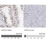 CSTF2 Antibody