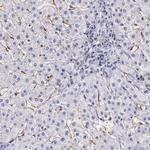 RENBP Antibody in Immunohistochemistry (IHC)