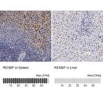 RENBP Antibody