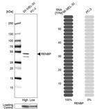 RENBP Antibody in Western Blot (WB)