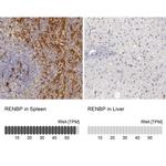 RENBP Antibody in Immunohistochemistry (IHC)