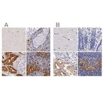 RENBP Antibody in Immunohistochemistry (IHC)