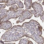 CRIM1 Antibody in Immunohistochemistry (IHC)