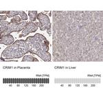 CRIM1 Antibody