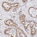 ZNF275 Antibody in Immunohistochemistry (Paraffin) (IHC (P))