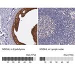 NSDHL Antibody