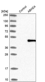 ABHD4 Antibody in Western Blot (WB)