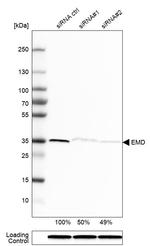 Emerin Antibody in Western Blot (WB)