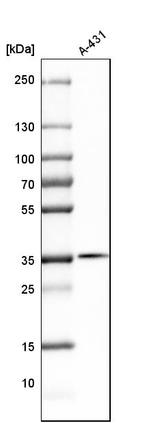 Emerin Antibody in Western Blot (WB)