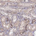 VASH1 Antibody in Immunohistochemistry (Paraffin) (IHC (P))