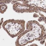 VASH1 Antibody in Immunohistochemistry (Paraffin) (IHC (P))